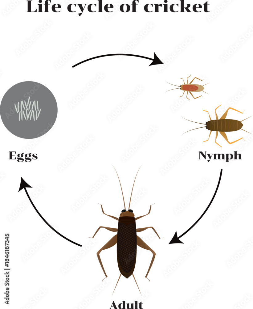 Φωτογραφία Crickets are orthopteran insects which are related to bush crickets and, more distantly, to grasshoppers