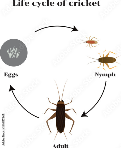 Crickets are orthopteran insects which are related to bush crickets and, more distantly, to grasshoppers.