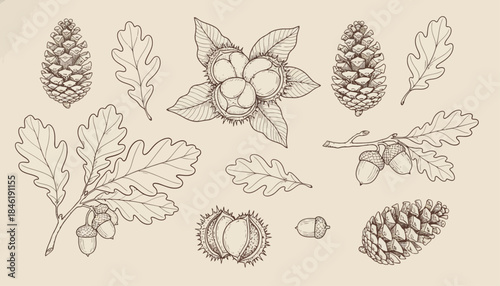Collection of Autumnal Oak Leaves, Acorns, and Pine Cones, Hand-Drawn Botanical Illustrations