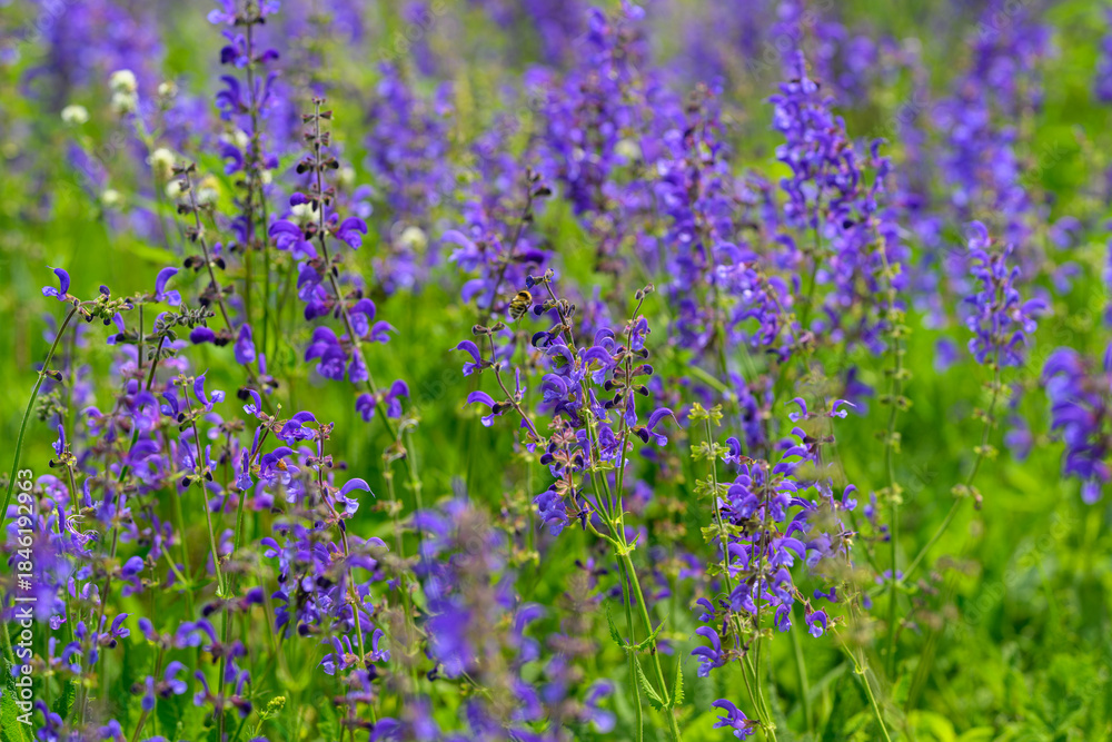 Naklejka premium Vibrant and Beautiful Purple Wildflowers in Full Bloom, Showcasing Natures Splendor