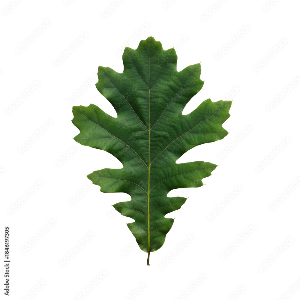 Fototapeta premium A single vibrant green oak leaf with deeply lobed edges isolated on a dark background