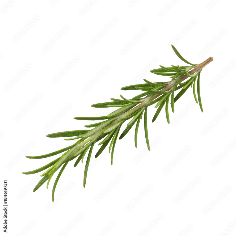 Fototapeta premium A single vibrant green sprig of rosemary isolated on a deep transparent background