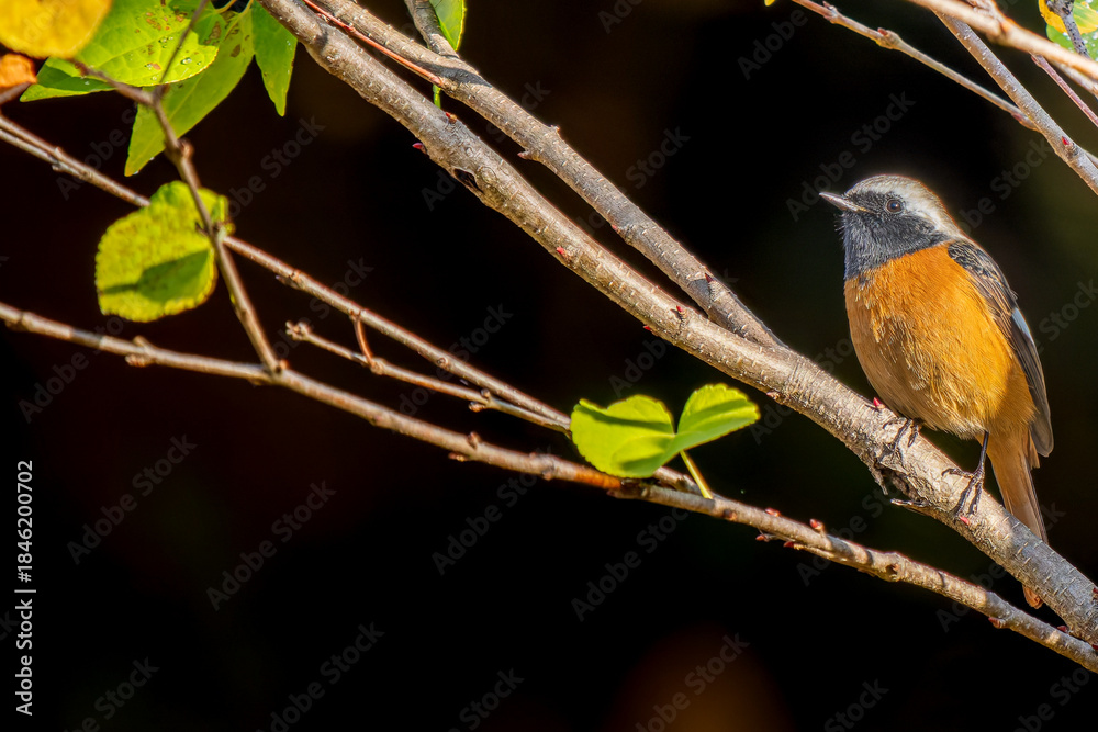 Fototapeta premium 枝にとまるジョウビタキのオス