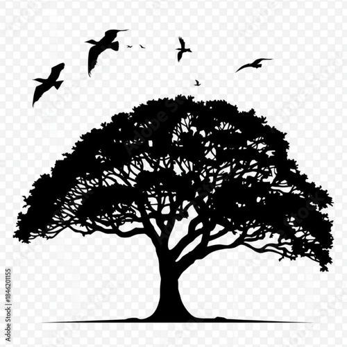 Silhouette of a large, spreading tree with birds flying overhead