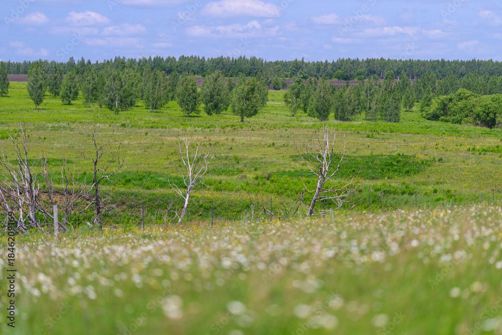 Obraz premium A vibrant meadow with wildflowers is bordered by colorful trees under a clear blue sky