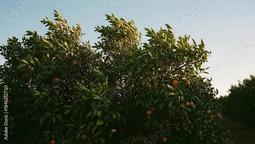 Orange tree branches with leaves swaying in the wind against a clear sky.