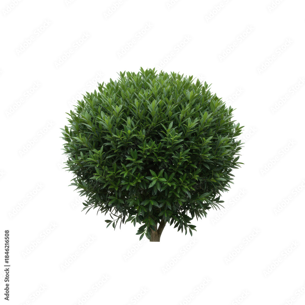 Fototapeta premium Perfectly spherical green shrub isolated on a stark transparent background, showcasing botanical beauty