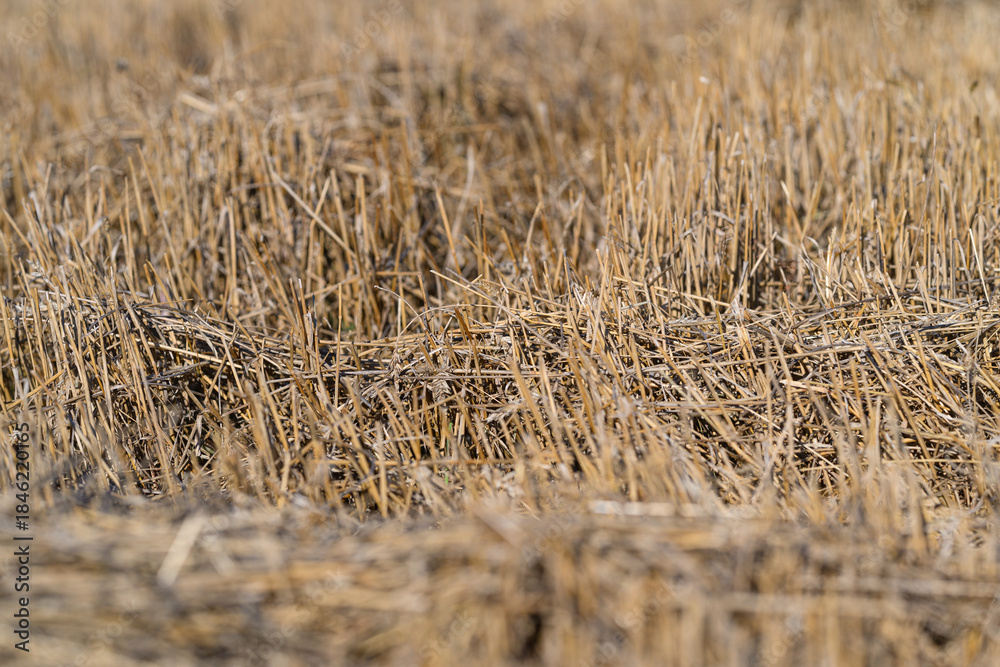 Obraz premium Golden Fields of Grain Harvest Natures Bountiful Abundance and Beauty in Agriculture