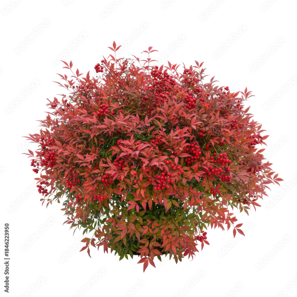 Naklejka premium Vibrant Red Berry Bush Foliage Isolated on a Stark transparent background