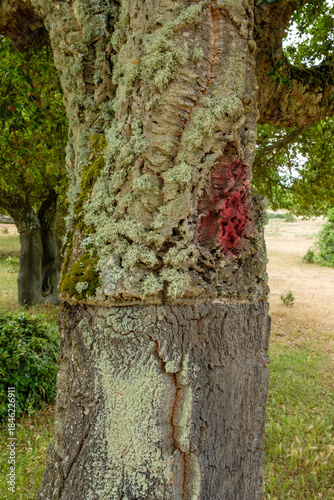 Quercus suber Korkeiche Rinde erntereif