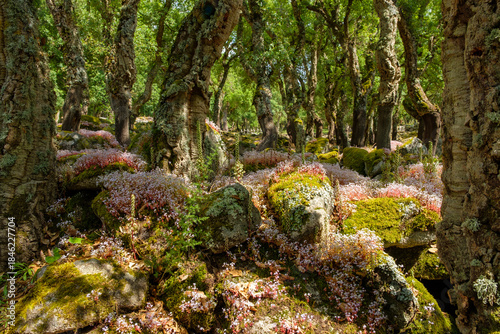 Quercus suber Korkeichenwald im Compexus nuragico Romanzesu bei Bitti, Sassaria, Sardinien
