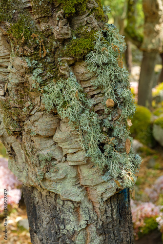 Quercus suber Korkeiche Rinde mit Flechten