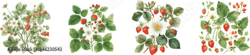Composition with Wild Strawberry branches and white flower set. Hand drawn watercolor illustration of strawberry plant green leaves and red wild berries on a white background.
