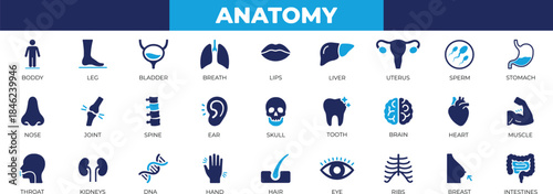 Anatomy icon set featuring human organs, bladder, brain, cognition, diagram, educational, human, imagery, kidney, lung, and ui design use.