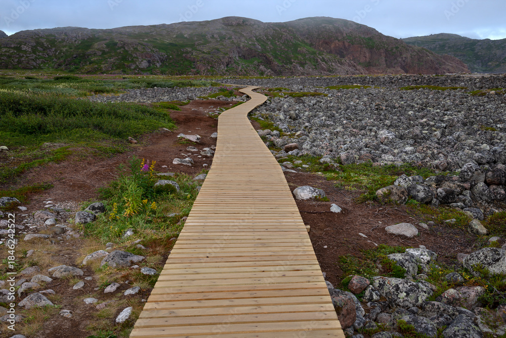 Fototapeta premium Wooden flooring (ecotrope) in the Teriberka Nature Reserve, Murmansk region, Russia