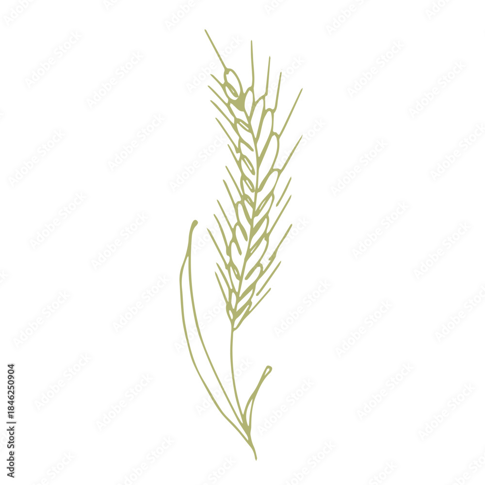 Fototapeta premium Hand drawn cereal wheat oat rye barley rice ears spikelet clipart Organic wheat bread agriculture farming harvest healthy food Single element for print packaging label design decor