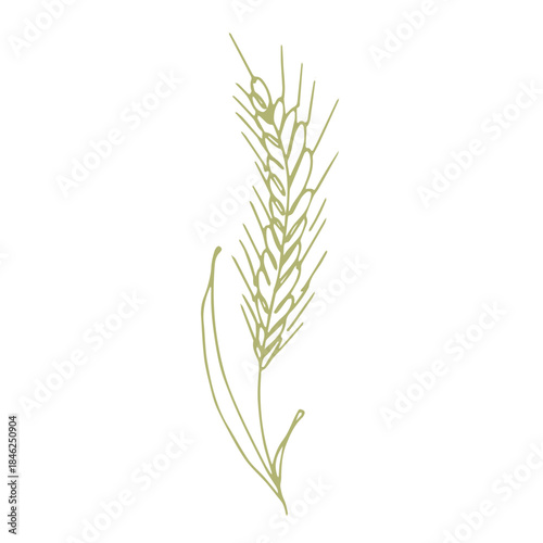 Hand drawn cereal wheat oat rye barley rice ears spikelet clipart Organic wheat bread agriculture farming harvest healthy food Single element for print packaging label design decor