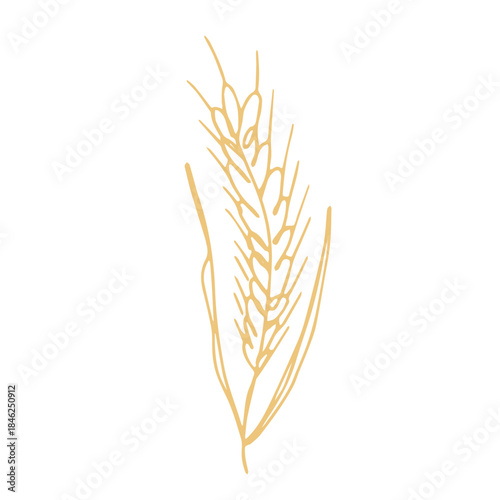 Hand drawn cereal wheat oat rye barley rice ears spikelet clipart Organic wheat bread agriculture farming harvest healthy food Single element for print packaging label design decor
