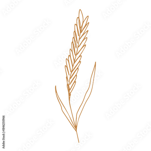 Hand drawn cereal wheat oat rye barley rice ears spikelet clipart Organic wheat bread agriculture farming harvest healthy food Single element for print packaging label design decor
