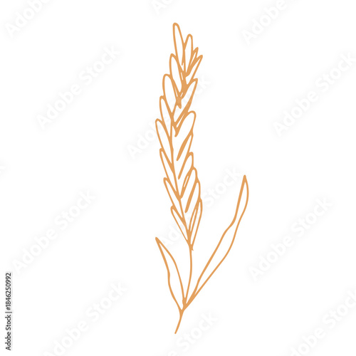 Hand drawn cereal wheat oat rye barley rice ears spikelet clipart Organic wheat bread agriculture farming harvest healthy food Single element for print packaging label design decor