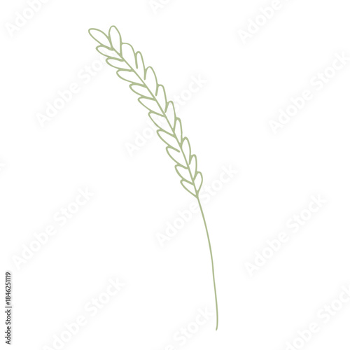 Hand drawn cereal wheat oat rye barley rice ears spikelet clipart Organic wheat bread agriculture farming harvest healthy food Single element for print packaging label design decor