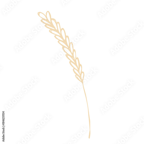 Hand drawn cereal wheat oat rye barley rice ears spikelet clipart Organic wheat bread agriculture farming harvest healthy food Single element for print packaging label design decor