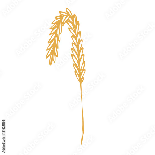 Hand drawn cereal wheat oat rye barley rice ears spikelet clipart Organic wheat bread agriculture farming harvest healthy food Single element for print packaging label design decor