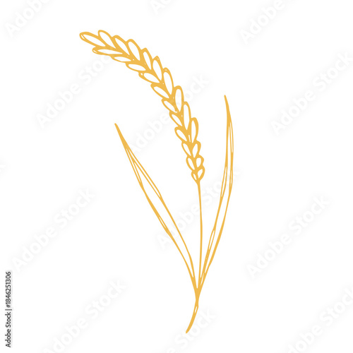 Hand drawn cereal wheat oat rye barley rice ears spikelet clipart Organic wheat bread agriculture farming harvest healthy food Single element for print packaging label design decor