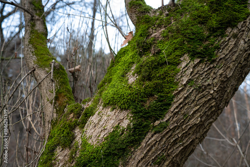 A tree covered in green moss . Determining cardinal directions by moss on a tree