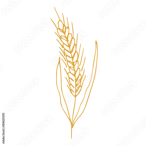 Hand drawn cereal wheat oat rye barley rice ears spikelet clipart Organic wheat bread agriculture farming harvest healthy food Single element for print packaging label design decor