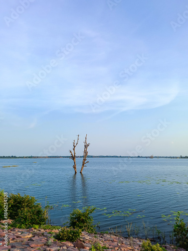 Lonely Dry Tree Standing in Calm Blue Lake Under Clear Sky