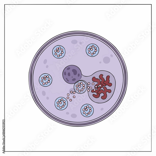 Structural Morphology of an Entamoeba Histolytica Cyst