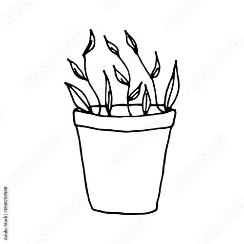 Potted ficus. Black and white isolated hand-drawn vector doodle illustration. A decorative indoor plant with leaves. Gardening, seedling care.