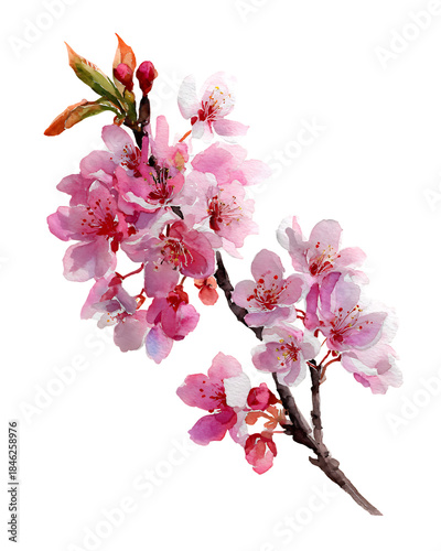 Watercolor cherry blossoms on branch isolated on transparent background