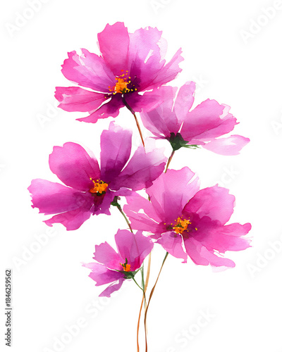 Pink Cosmos Flowers on Black isolated on transparent background