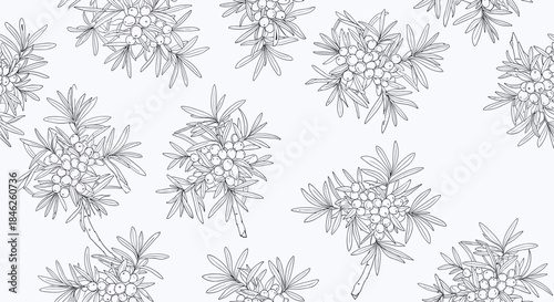 A seamless black and white pattern of hand-drawn sea buckthorn branches and berries, creating a delicate botanical line art background.