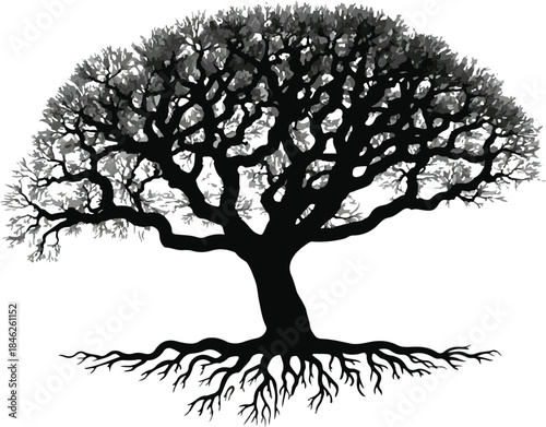 Silhouette of a large tree with extensive roots