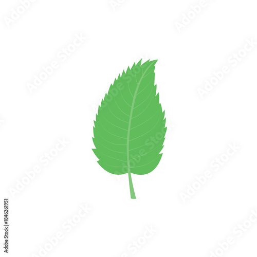 Fresh Green Spearmint Leaf Vector - Menthol Aroma Herbal Plant