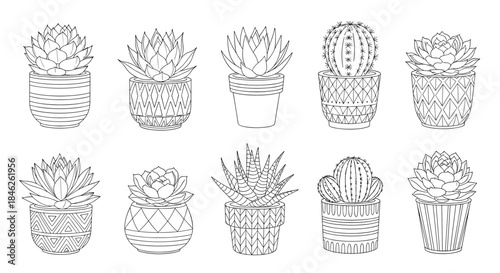 Collection of ten assorted succulent and cactus plants in decorative pots, all illustrated in a clean black and white line art style.