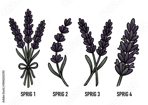 Lavender Sprigs Illustration Set, Purple Flowers, Green Leaves, Botanical Design