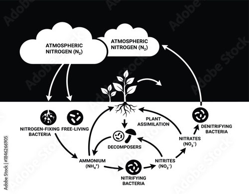 Nitrogen Cycle Diagram Illustrating Processes in Nature