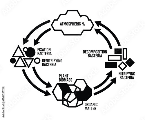 Nitrogen Cycle Diagram with Fixation, Decomposition, Nitrifying, and Denitrifying Bacteria