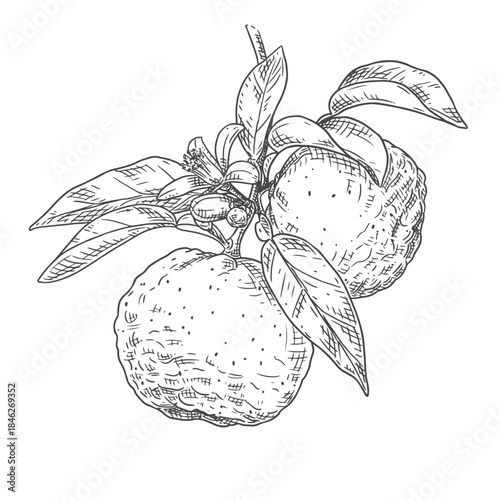 Hand drawn yuzu branch with flowers and fruits. Vector illustration isolated on white background.