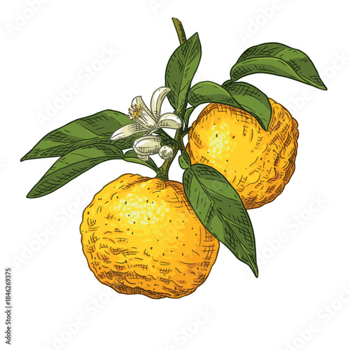 Hand drawn yuzu branch with flowers and fruits. Vector illustration isolated on white background.