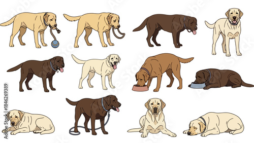 A collection of illustrations depicting various Labrador Retrievers in different poses and colors, including yellow and chocolate.