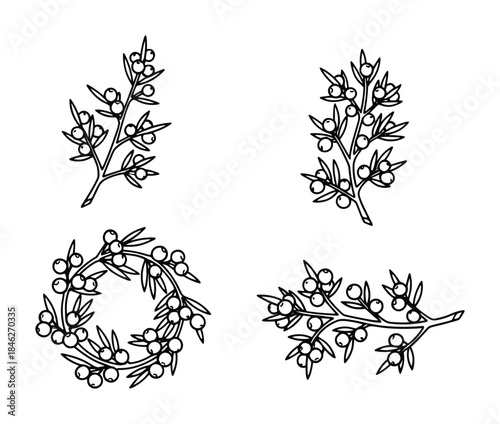 Set of four monochrome vector illustrations of juniper branches with berries and leaves