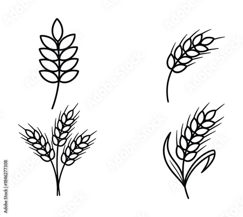 Wheat Ears Set Line Art Style Illustration on White Background Agriculture Design