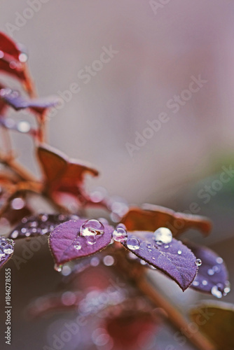 Macro close-up of purple leaves with fresh water droplets. Soft natural light and shallow depth of field create a dreamy botanical background, ideal for nature, freshness, and calm concepts.