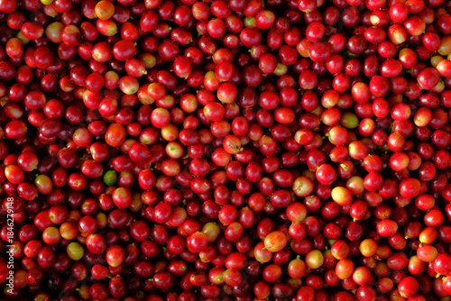 High-resolution close-up image of red coffee cherries after harvesting. Fresh and raw coffee fruits with natural texture, ideal for concepts related to coffee beans natural background.