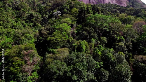 Beautiful Rio de Janeiro jungles Brazil